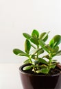 Houseplant Crassula ovata in a ceramic pot . Money Tree plant for home. Indoor plant. Copy space Royalty Free Stock Photo