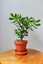 Houseplant crassula ovata jade plant