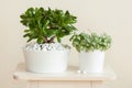 Houseplant Crassula ovata jade plant money tree and fittonia in Royalty Free Stock Photo