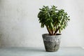 Houseplant Crassula ovata jade plant money tree opposite the white wall Royalty Free Stock Photo