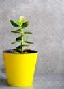 Houseplant Crassula ovata jade plant money tree in white pot Royalty Free Stock Photo