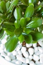 Houseplant Crassula ovata jade plant money tree in white pot Royalty Free Stock Photo