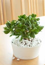 Houseplant Crassula ovata jade plant money tree in white pot Royalty Free Stock Photo