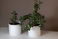 Houseplant Crassula ovata jade plant money tree in white pot Royalty Free Stock Photo