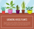 Houseplant Design with Plants Growing in Ceramic Pots Vector Template