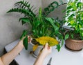 Houseplant disease. Withering home flower spathiphyllum in pot on the table.Women`s hands take care of a home flower