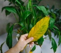 Houseplant disease. Withering home flower spathiphyllum in pot on the table.Women`s hands take care of a home flower