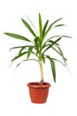 Houseplant dracaena in flowerpot
