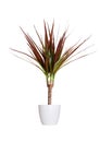 Houseplant - dracaena marginata a potted plant isolated over white