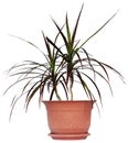 Houseplant dracaena palm in brown flowerpot