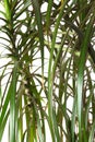 Houseplant dracaena palm, closeup