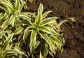 Houseplant dracaena reflexa lam outdoors. Song of India tree