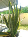 Houseplant dracaena trifasciata, a flowering plant in the family Asparagaceae, commonly known as the snake plant