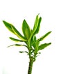 Green Yucca plant isolated on white background. Houseplant - dracena steudneri stemm isolated on white background.