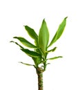 Green Yucca plant isolated on white background. Houseplant - dracena steudneri stemm isolated on white background.