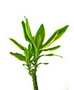 Houseplant - dracena steudneri stemm isolated on white background.