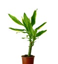 Houseplant - dracena steudneri stemm isolated on white background.