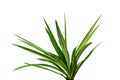 Houseplant - dracena steudneri stemm isolated on white background.