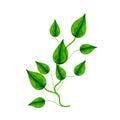 Houseplant Epipremnum Aureum, homemade flowers in cartoon style, vector object, hand draw, isolate white background