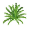 Houseplant fern, nephrolepis for interior decoration. Vector illustration of home flowers. Trendy home decor with plants