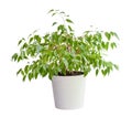 houseplant ficus benjamina in a beautiful pot, isolated on a white background Royalty Free Stock Photo