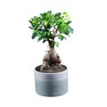 Houseplant ficus microcarpa ginseng isolated on white background.