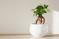 Houseplant ficus microcarpa ginseng in white flowerpot