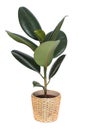 Houseplant - ficus, rubber plant, in wicker pot isolated on white background