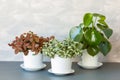 Houseplant fittonia albivenis and peperomia in white flowerpot Royalty Free Stock Photo