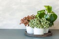 Houseplant fittonia albivenis and peperomia in white flowerpot Royalty Free Stock Photo