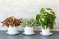 Houseplant fittonia albivenis and peperomia in white flowerpot Royalty Free Stock Photo