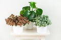 Houseplant fittonia albivenis and peperomia in white flowerpot Royalty Free Stock Photo