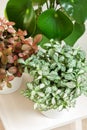 Houseplant fittonia albivenis and peperomia in white flowerpot Royalty Free Stock Photo