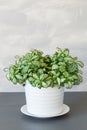 Houseplant fittonia albivenis in white flowerpot