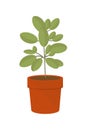 Houseplant flat vector illustration. Houseplants for the interior of the office space,