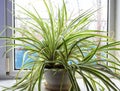 Houseplant in flower pot on window sill in rain Royalty Free Stock Photo