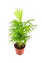 Houseplant in flowerpot isolated on white background. Indoor plant with green leaves. Chamaedorea, Parlor palm Royalty Free Stock Photo