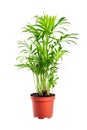 Houseplant in flowerpot isolated on white background. Indoor plant with green leaves. Chamaedorea, Parlor palm Royalty Free Stock Photo