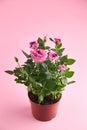 Houseplant in flowerpot, roses with pink color petals, indoor flowers in pot on pink background Royalty Free Stock Photo