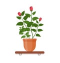 Houseplant with flowers in pot in flat style. Vector illustration Royalty Free Stock Photo