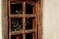 Houseplant with flowers visible from the wooden window of a country house Royalty Free Stock Photo