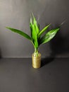 houseplant in glass pot with gold ribbon wrapped on black background Royalty Free Stock Photo