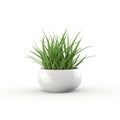 Houseplant grass. Green bush in a ceramic pot. Potted plant isolated on white background. Royalty Free Stock Photo