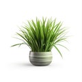 Houseplant grass. Green bush in a ceramic pot. Potted plant isolated on white background. Royalty Free Stock Photo