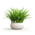 Houseplant grass. Green bush in a ceramic pot. Potted plant isolated on white background. Royalty Free Stock Photo