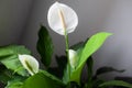 houseplant in green leaves. Spathiphyllum, woman's happiness or Peace lily flower and leaf, white flower with green