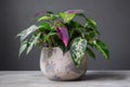 houseplant with green and purple foliage in concrete flowerpot