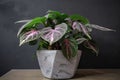 houseplant with green and purple foliage in concrete flowerpot