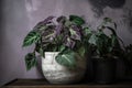 houseplant with green and purple foliage in concrete flowerpot