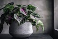houseplant with green and purple foliage in concrete flowerpot